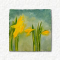 Daffodils at Dusk III